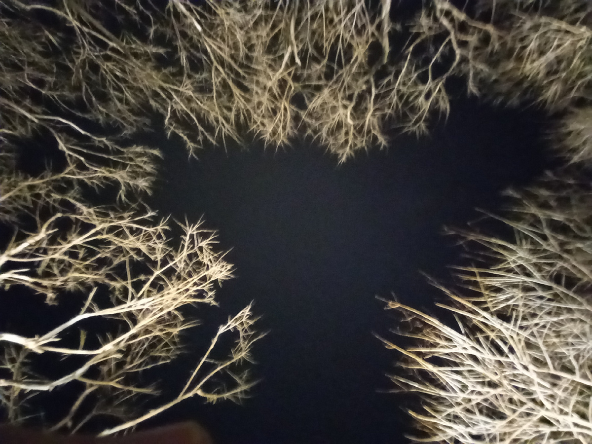 Небо над головой. Фото автора. Простите, что плохо качество(