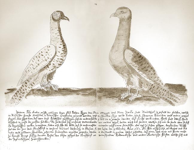 «Царские кречеты», зарисованные в 1661 году Горацием Вильгельмом Кальвуччи, который входил в состав австрийского посольства к Алексею Михайловичу