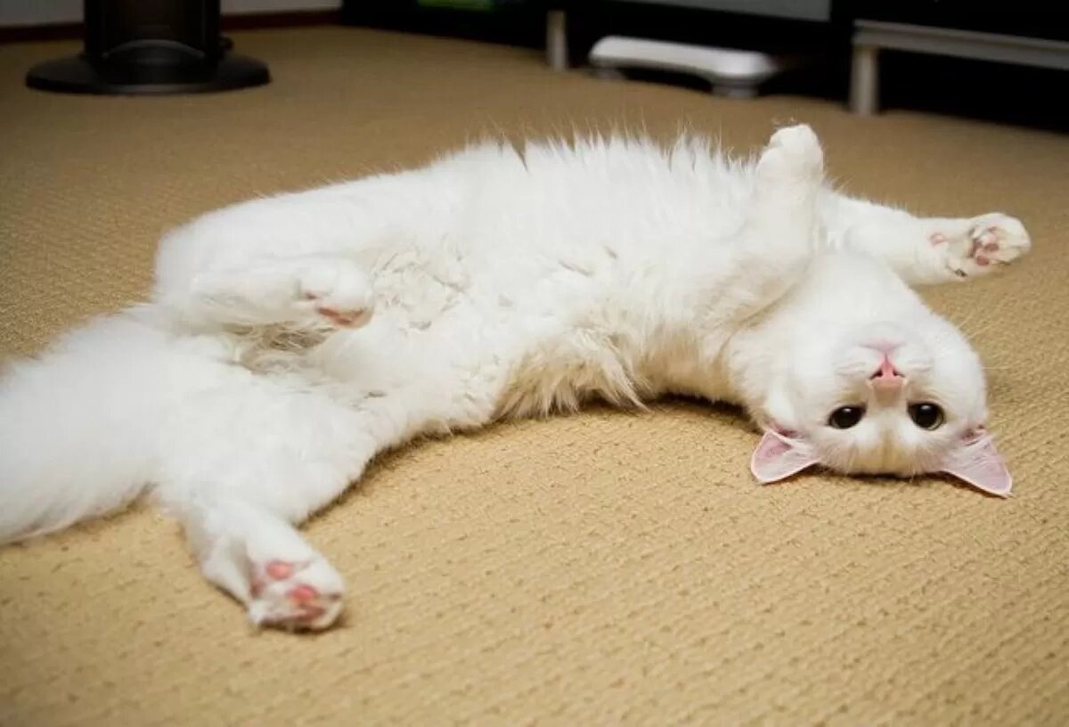 Она люит вас! <3