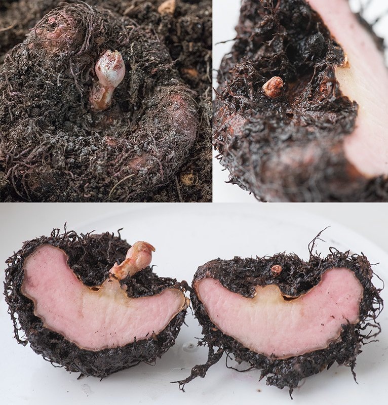 Разделённая пополам клубневая бегония.