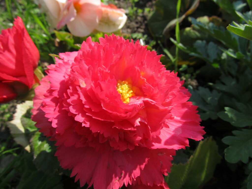 Бегония Fimbriata Red.