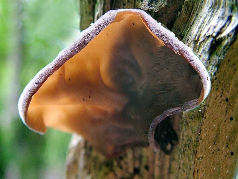 Иудино ухо аурикулярия уховидная (лат. Auricularia auricula-judae)
