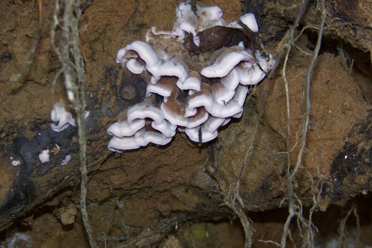 Аурикулярия мезентерика. Аuricularia mesenterica 