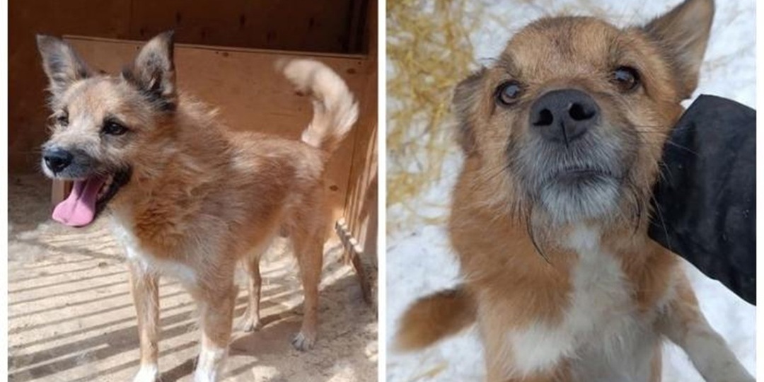 Пес, который обожает обниматься, покорил сердца волонтеров