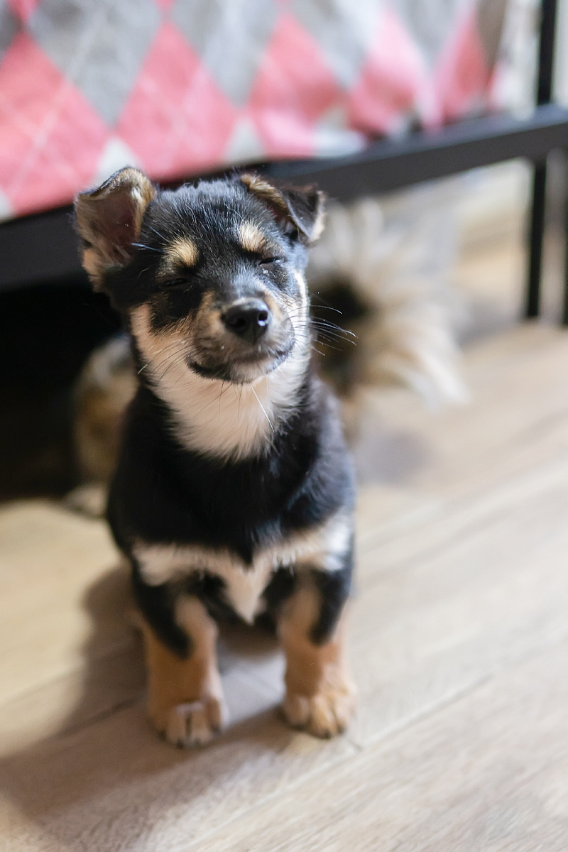 Ну что вы ко мне пристали? Второй день покоя не даете!