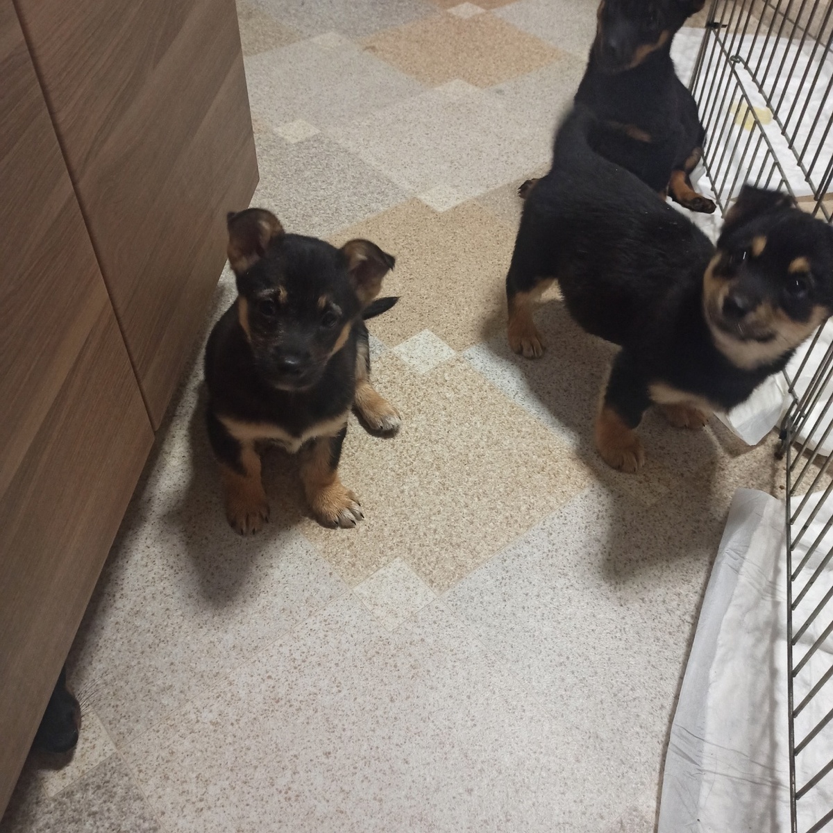 Вот кстати как кадр совпал! Джерри справа, а Джоня слева (из воспоминаний)