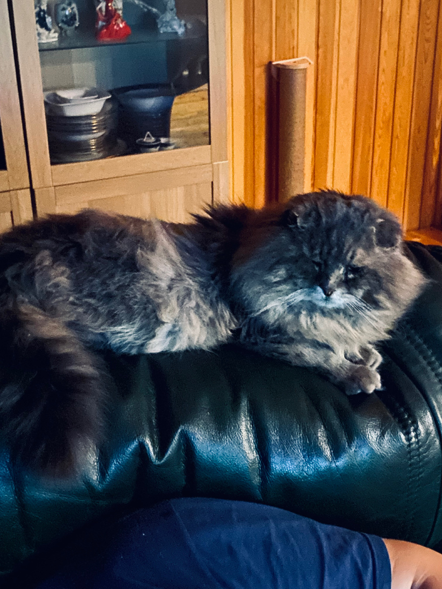 А еще Филя очень внимательно слушает, что говорит Главкот. Везде фото автора.