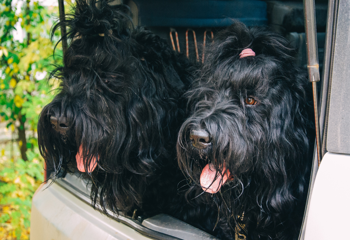 Русские чёрные терьеры