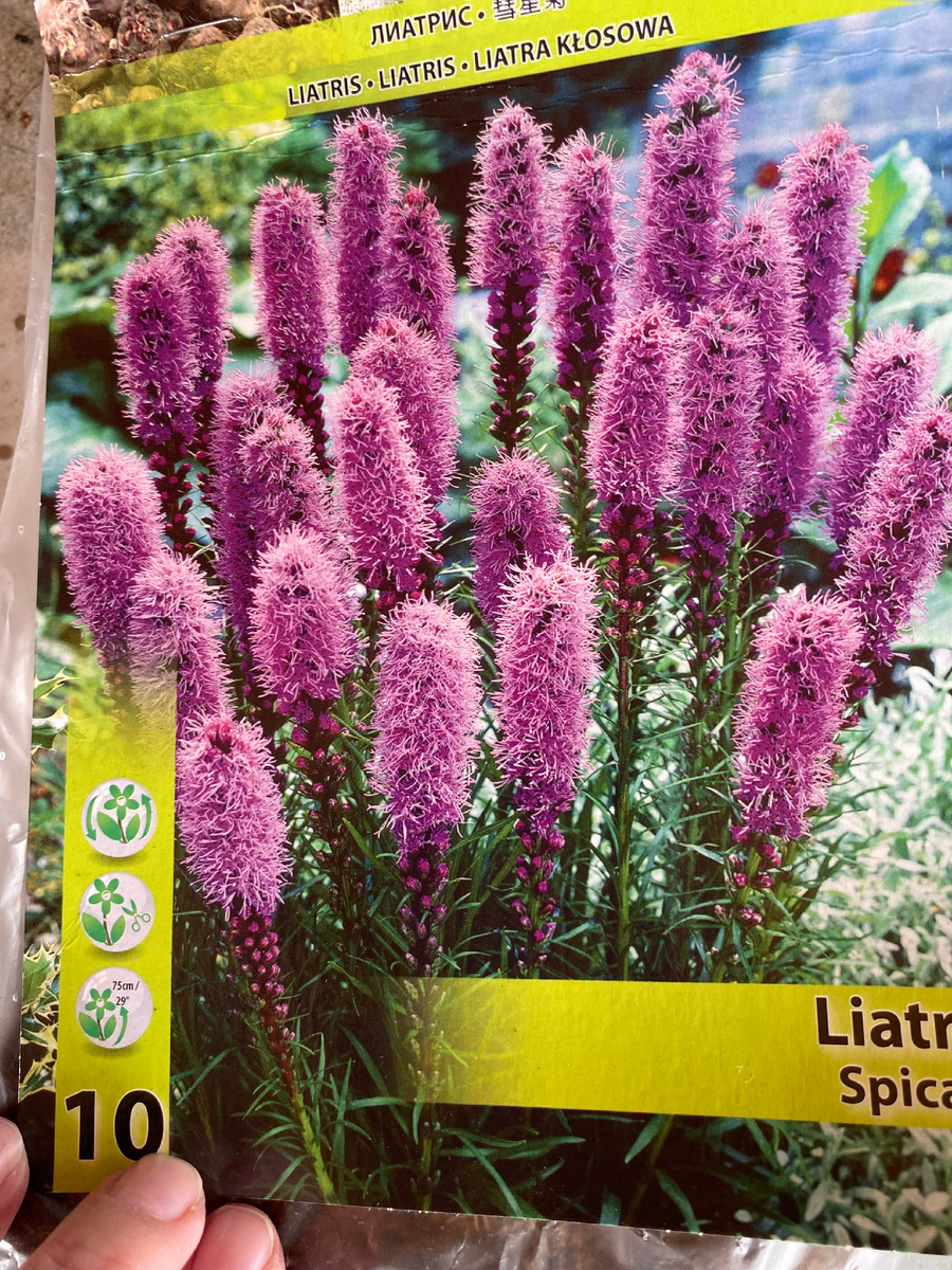 Две упаковки лиатриса, которые я купила. Везде фото автора.