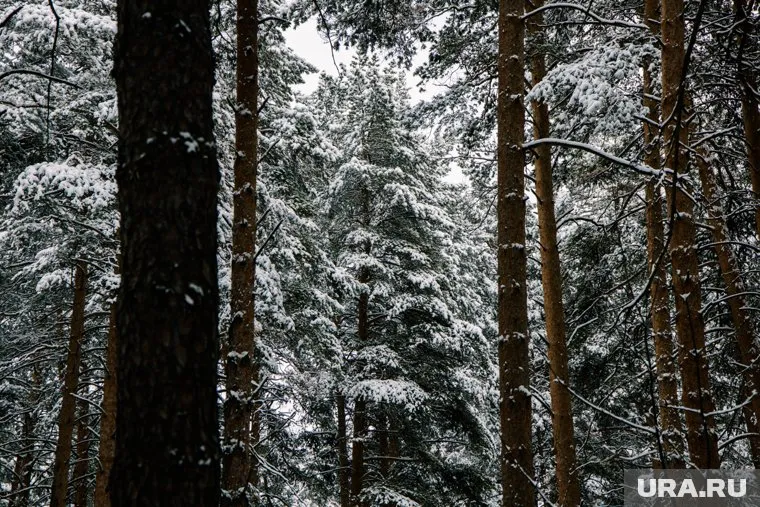 Несчастный случай произошел в лесу
Фото: Анастасия Соргина © URA.RU