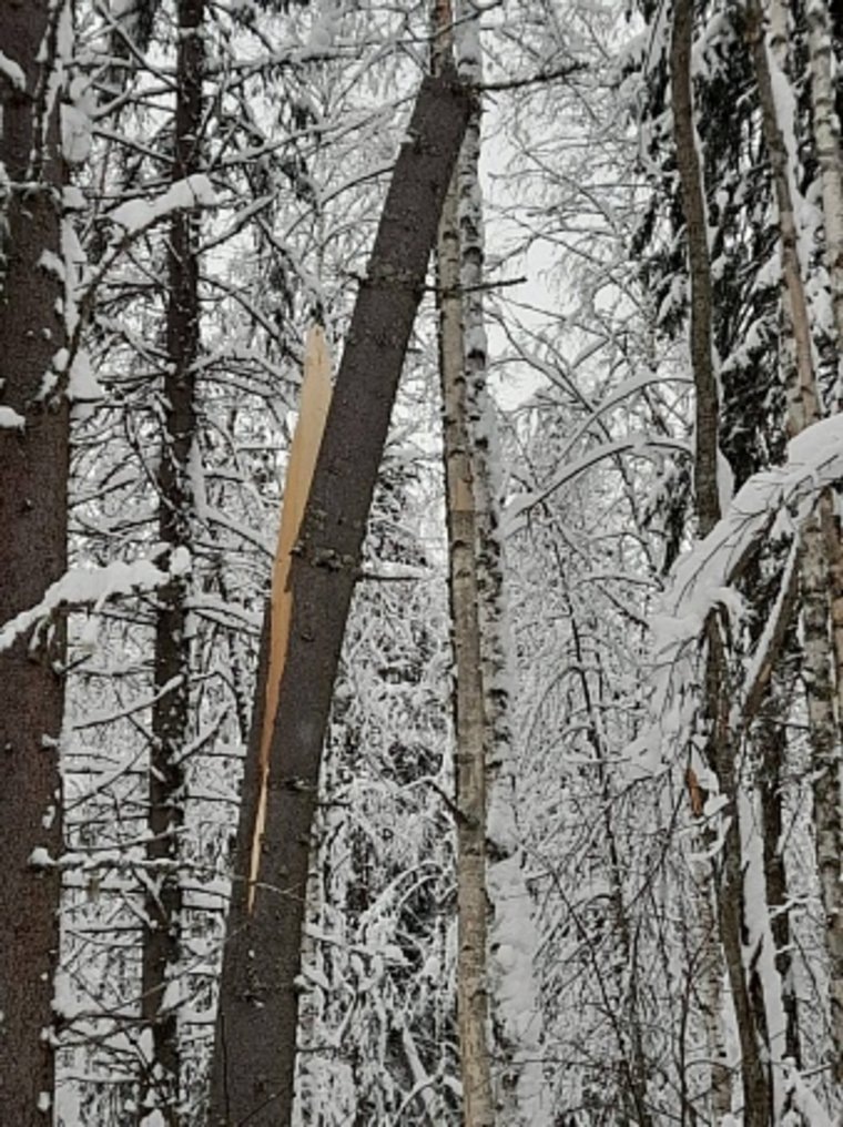 Дерево расщепило и упало на директора
Фото: Государственная инспекция труда в Пермском крае https://git59.rostrud.gov.ru/news/1287934.html
