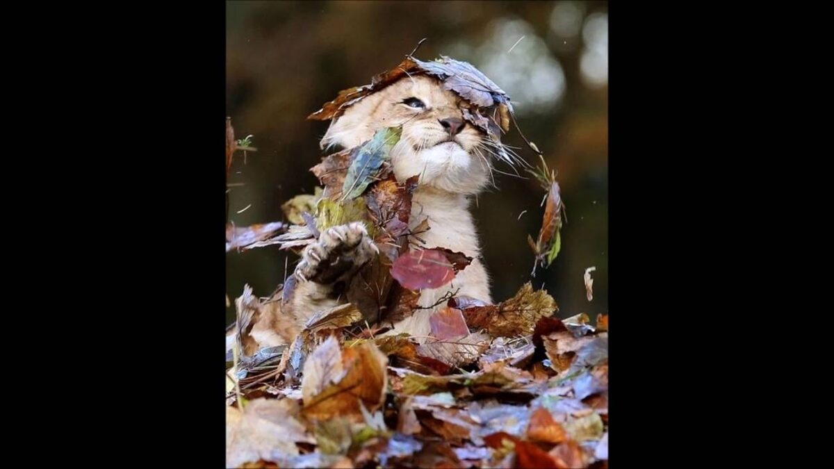    Тепло осени в мемах: что заставляет нас смеяться?