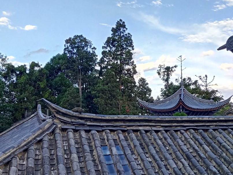 Видишь белку? Их здесь много. Очень много