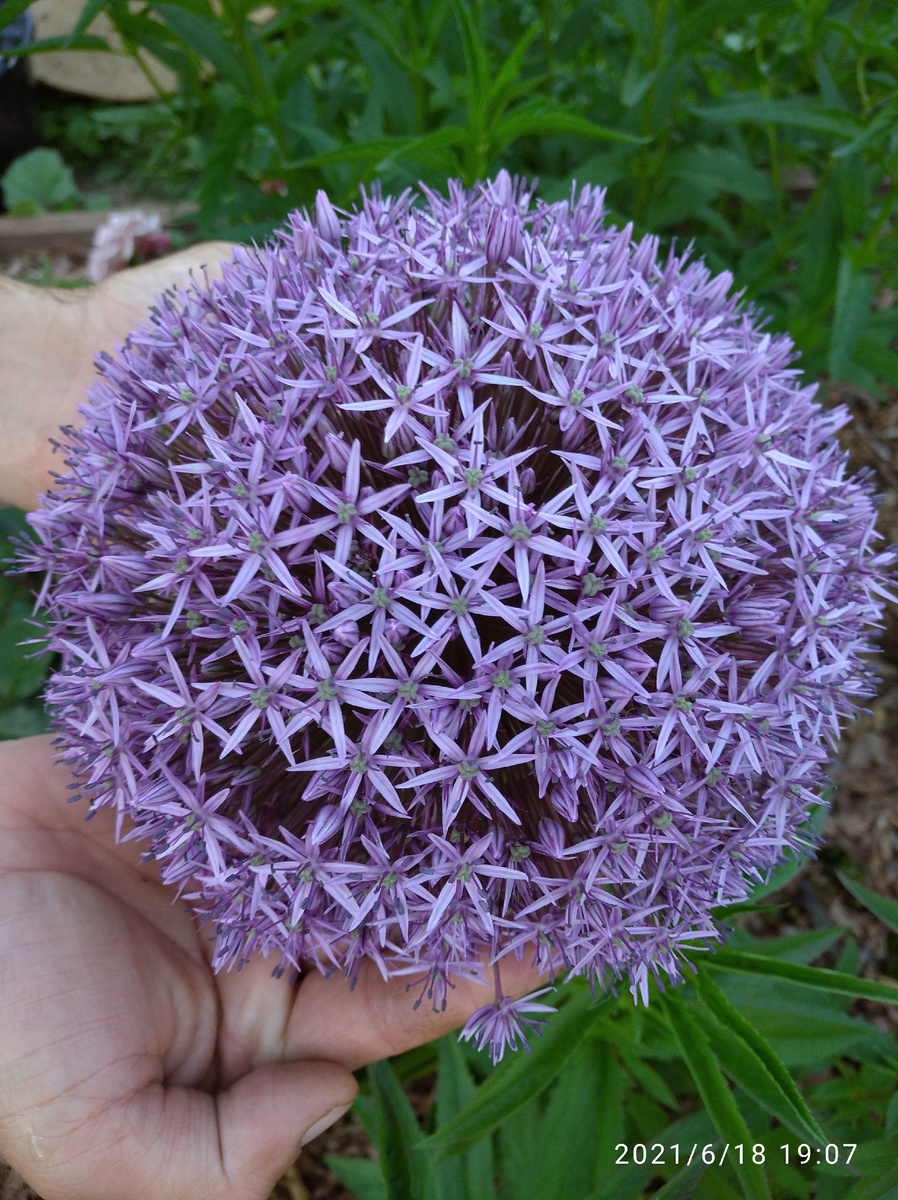 Аллиум Гладиатор. 2021 год.