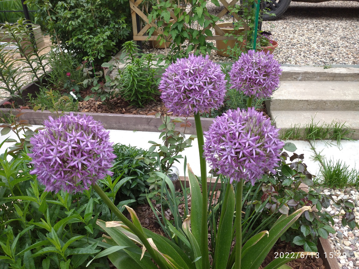 Лук Гладиатор. 2022 год.