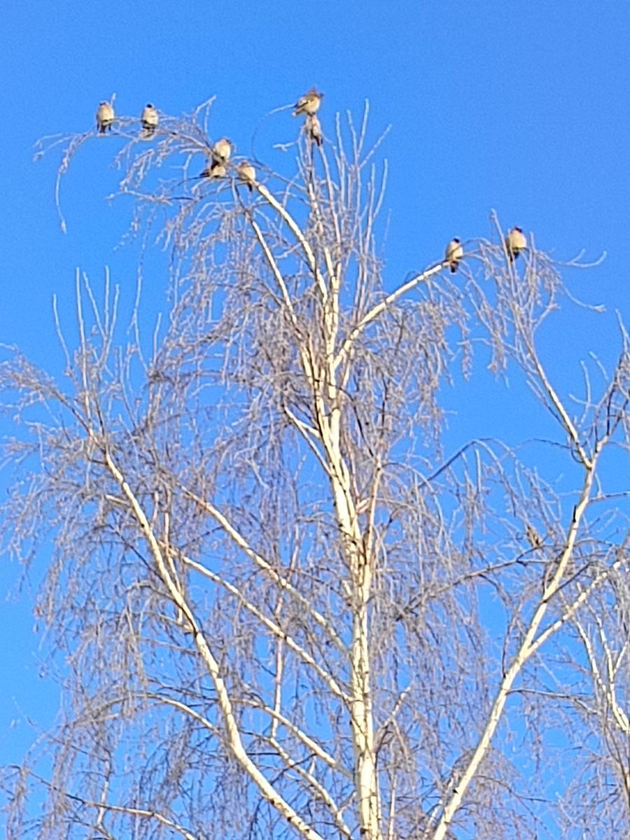 Фото автора. Свиристели на березе.