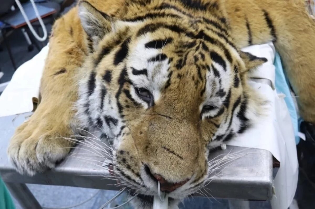    Ветеринары осмотрели последнего из отловленных в Приморье тигров
