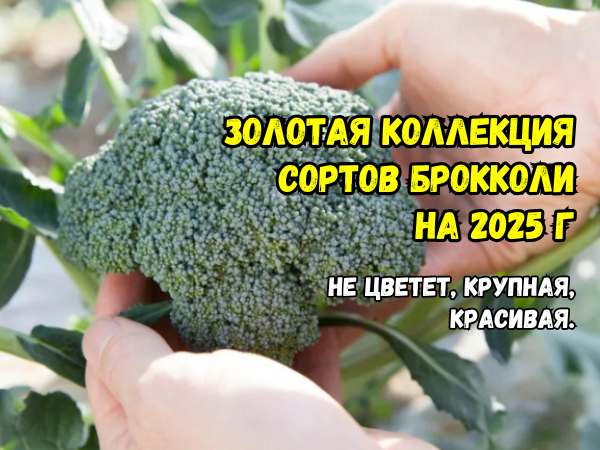 Знаменитые 10 сортов брокколи: не цветут, не желтеют, жары не боятся. Урожайные, красивые: их советуют опытные садоводы