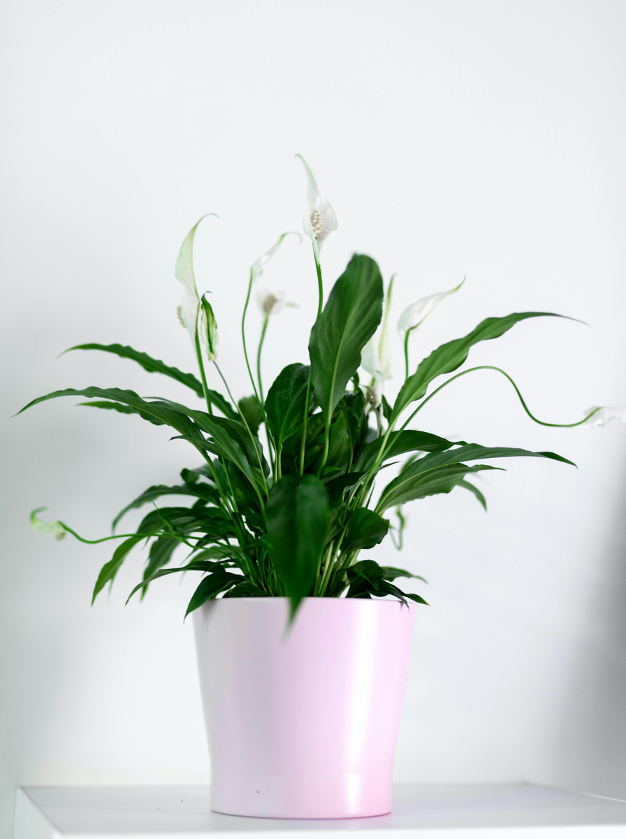 Спатифиллум