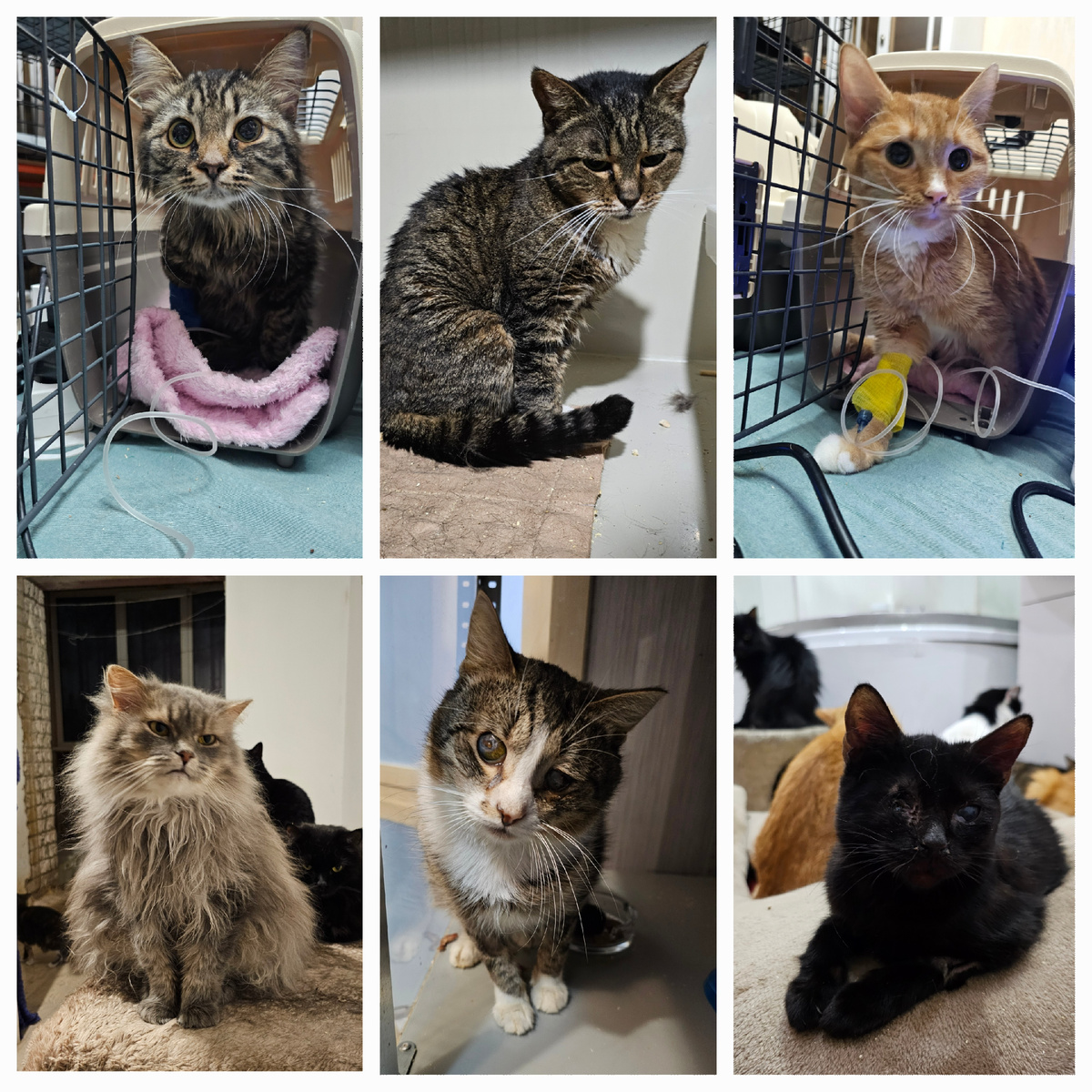 Фото автора. Котики приюта.