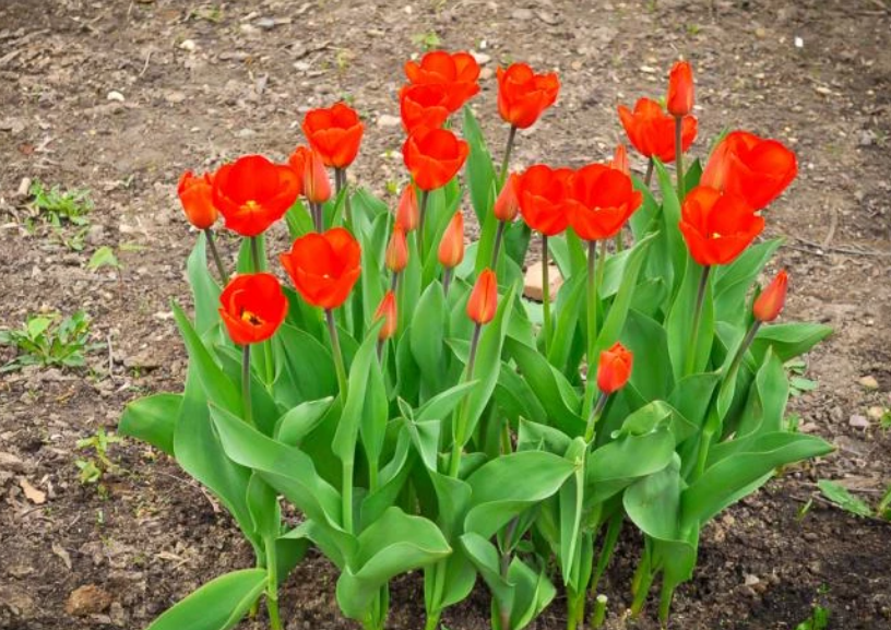 Посадка букетным способом