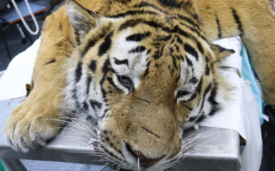    Источник фото: Центр "Тигр"