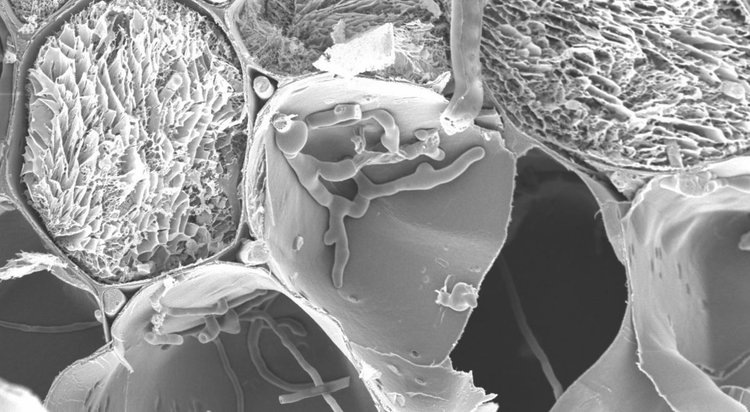    Известный грибной токсин помогает возбудителю фузариоза колоса масштабно атаковать пшеницу