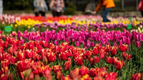    © РИА Новости Крым . Дмитрий Макеев