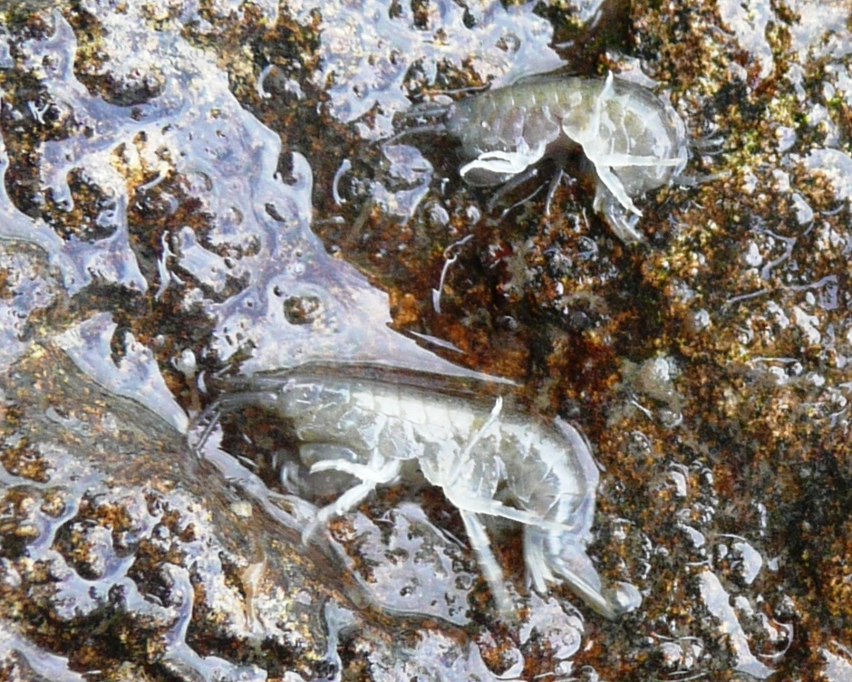 Бокоплавы или гаммарусы