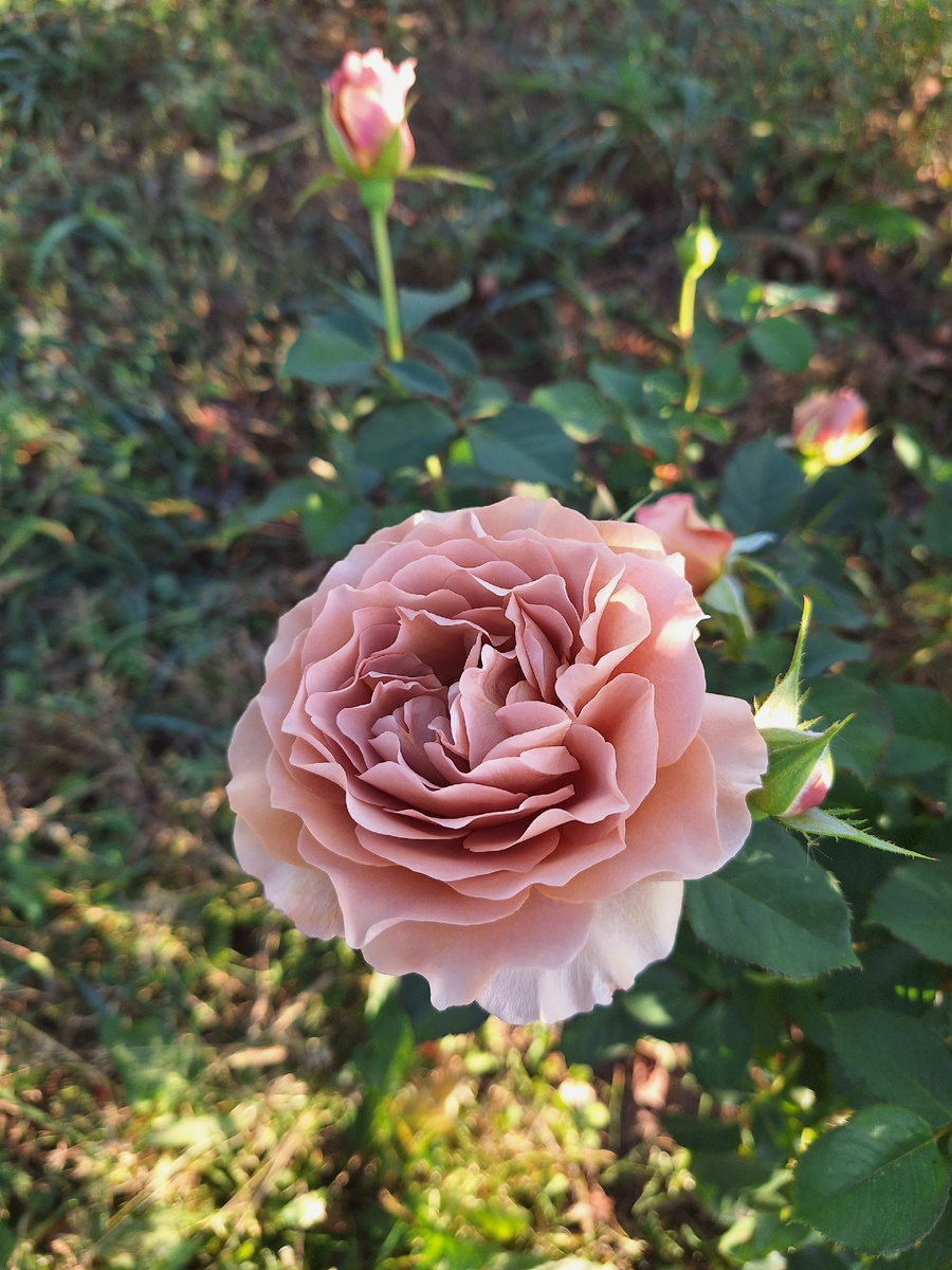 Мокароза. Фото автора 