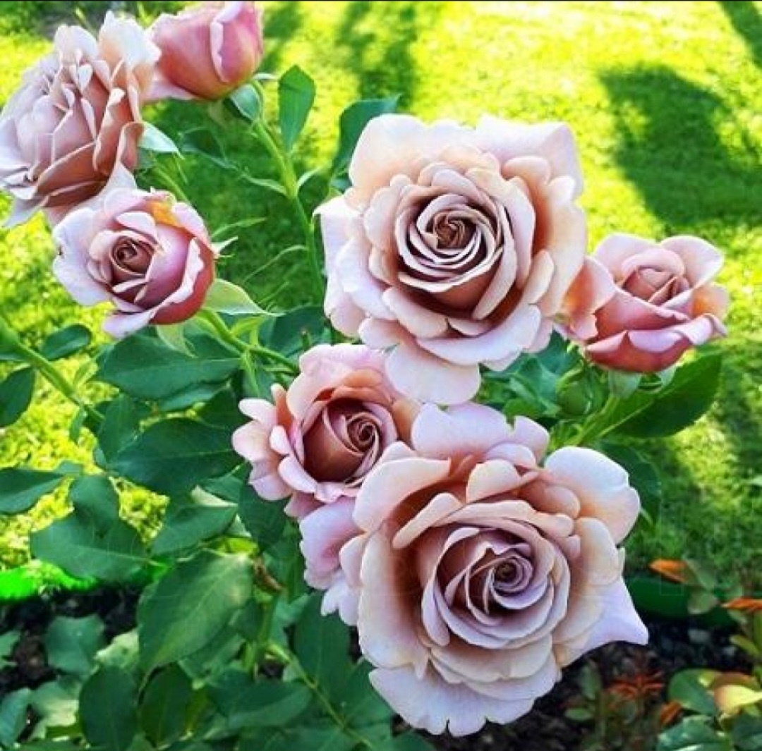 Роза Коко-Локо. Фото из интернета