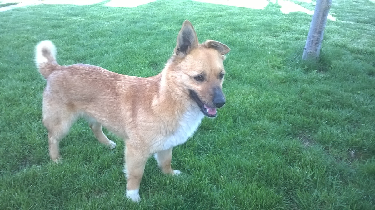 Тоша на лужайке