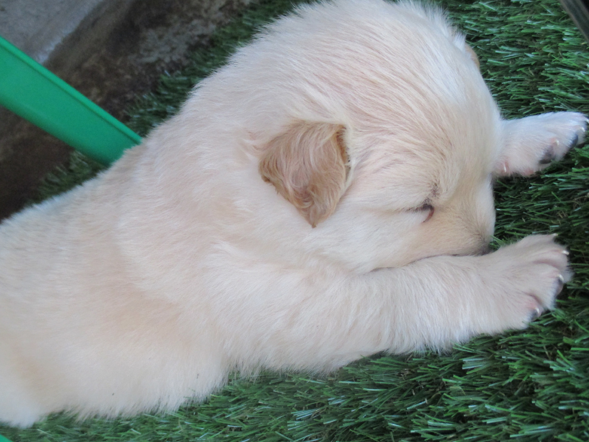 Вот таким мы взяли нашего Милоша 10 лет назад!