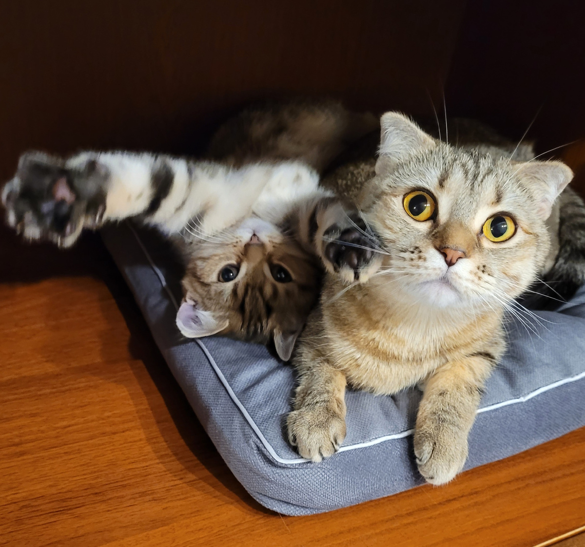 Комфорт предполагался мне, а получился для котеек