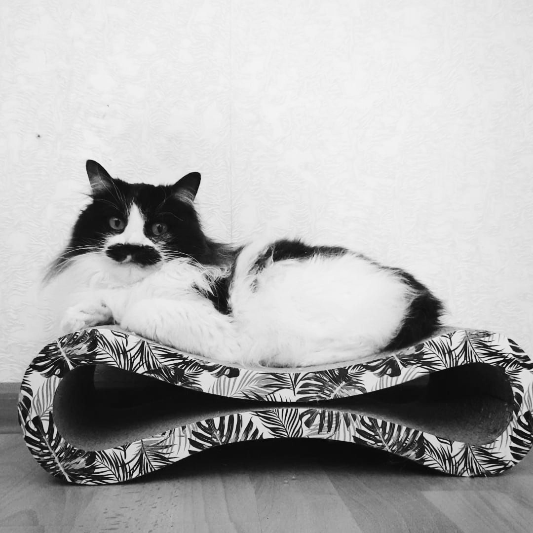 Самый лучший кот на свете. 