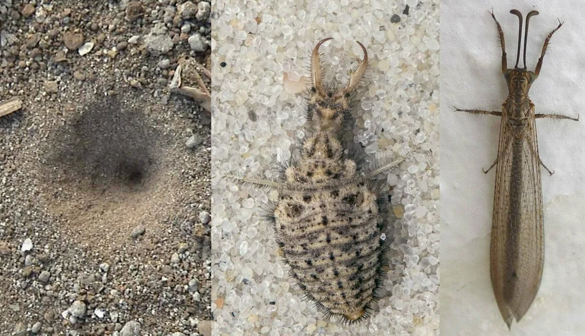 Если насекомое, упавшее в ловчую воронку, пытается выбраться, личинка муравьиного льва, как искусный стрелок, швыряет в него песчинки, сбивая вниз, прямо в свои челюсти.