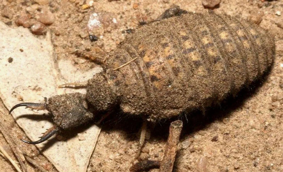 Чем дольше муравьиный лев остаётся без пищи, тем больше и глубже он роет свою ловчую воронку, увеличивая шансы поймать добычу.