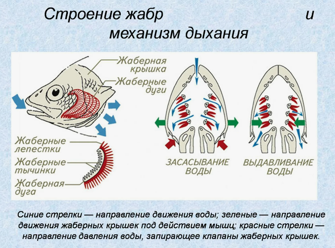 Дыхательная система костных рыб, схема