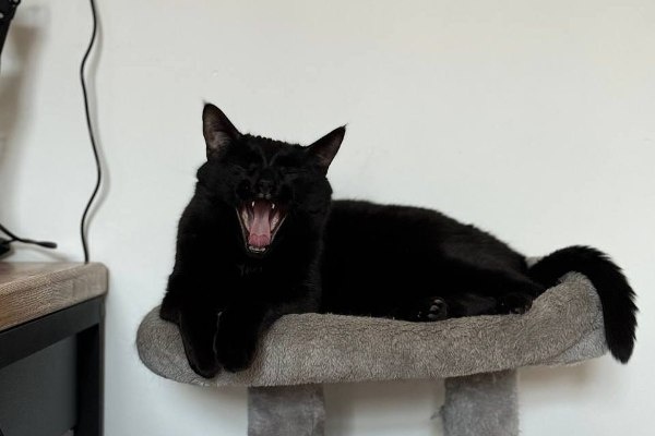 Фото:«Говорит Москва»