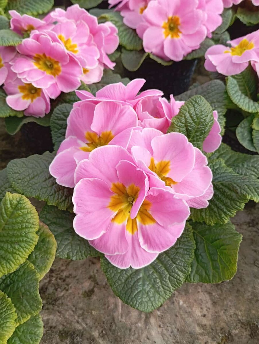 Первоцветы...фото автора