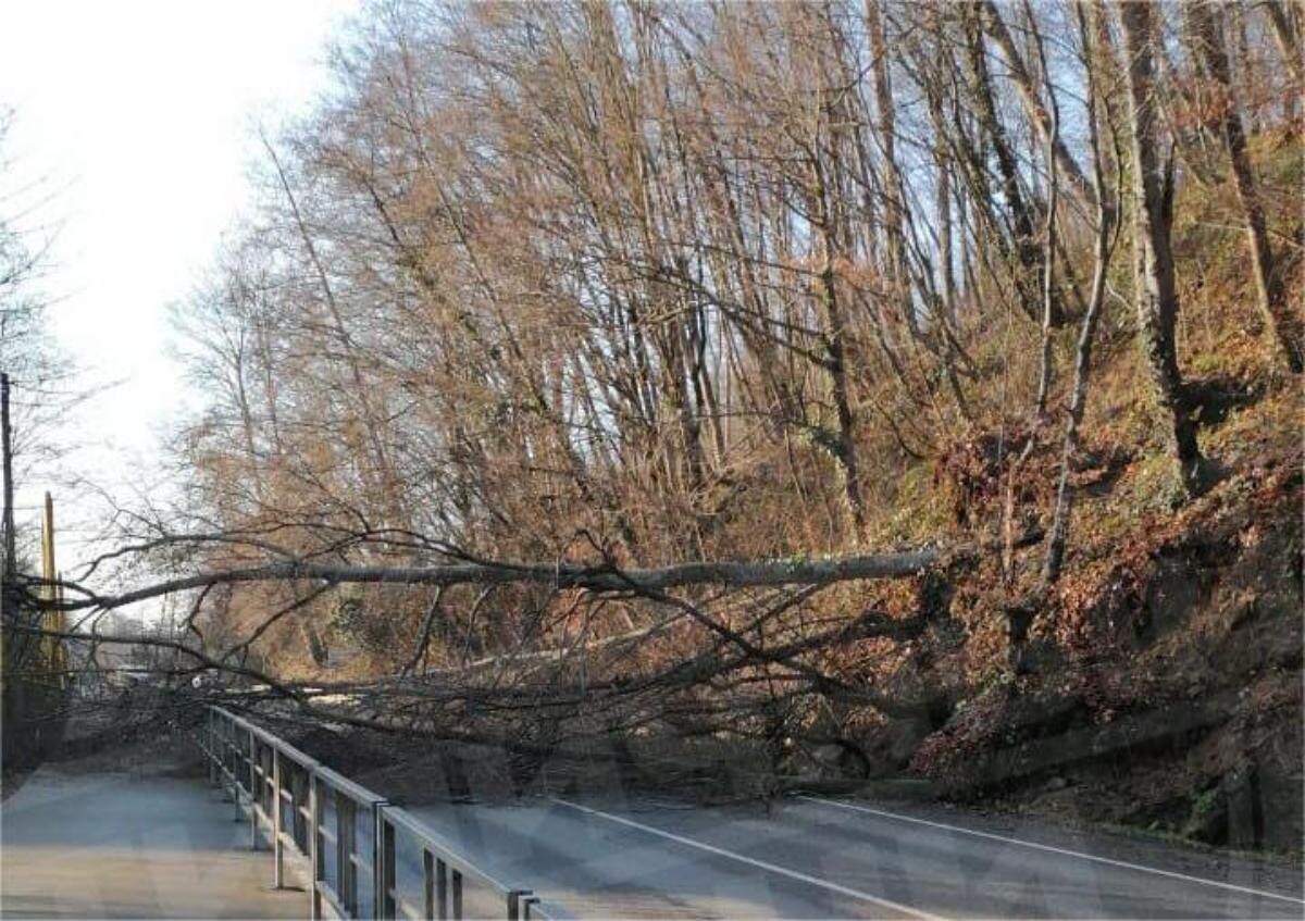 Фото: elegram-канал «Типичный Сочи»