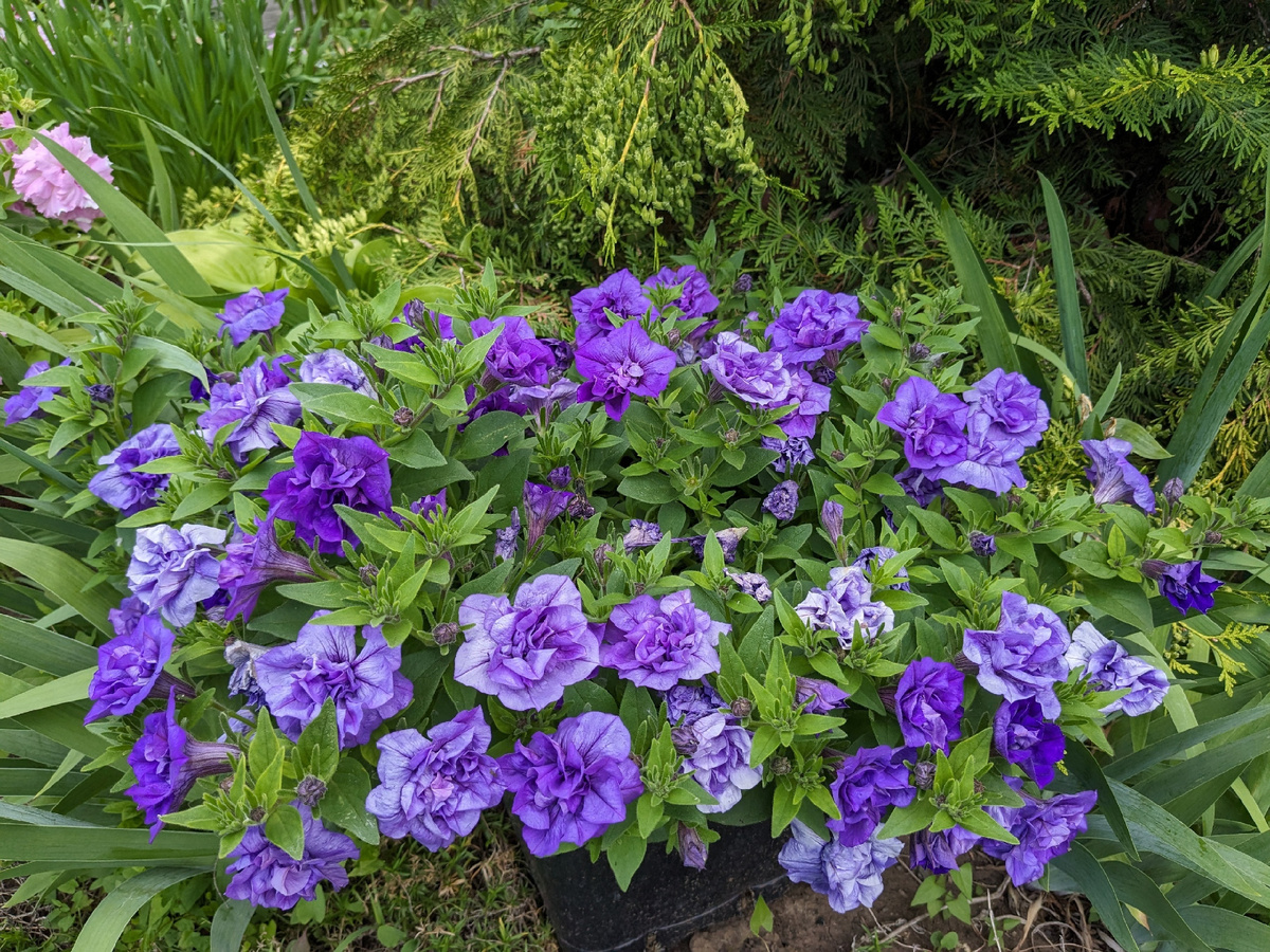 Петуния тумбелина Совия