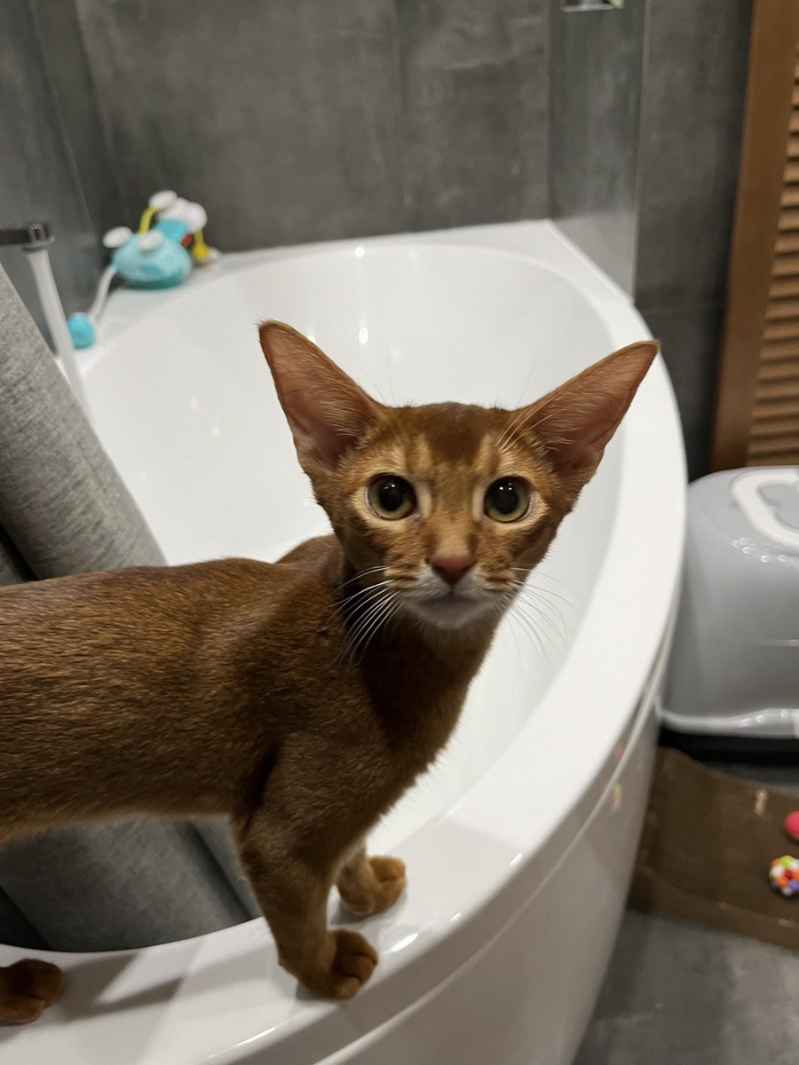 Аббиссинская порода, 5 месяцев, зовут Нала.