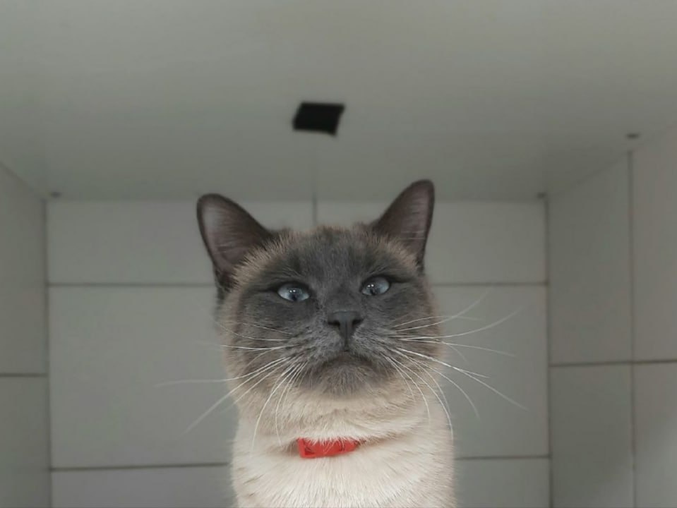    ФОТО: vk.com/vet_life44