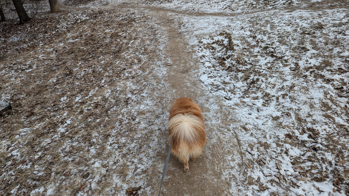 Утренняя прогулка 