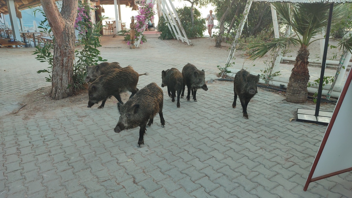 Кабаны в лагуне