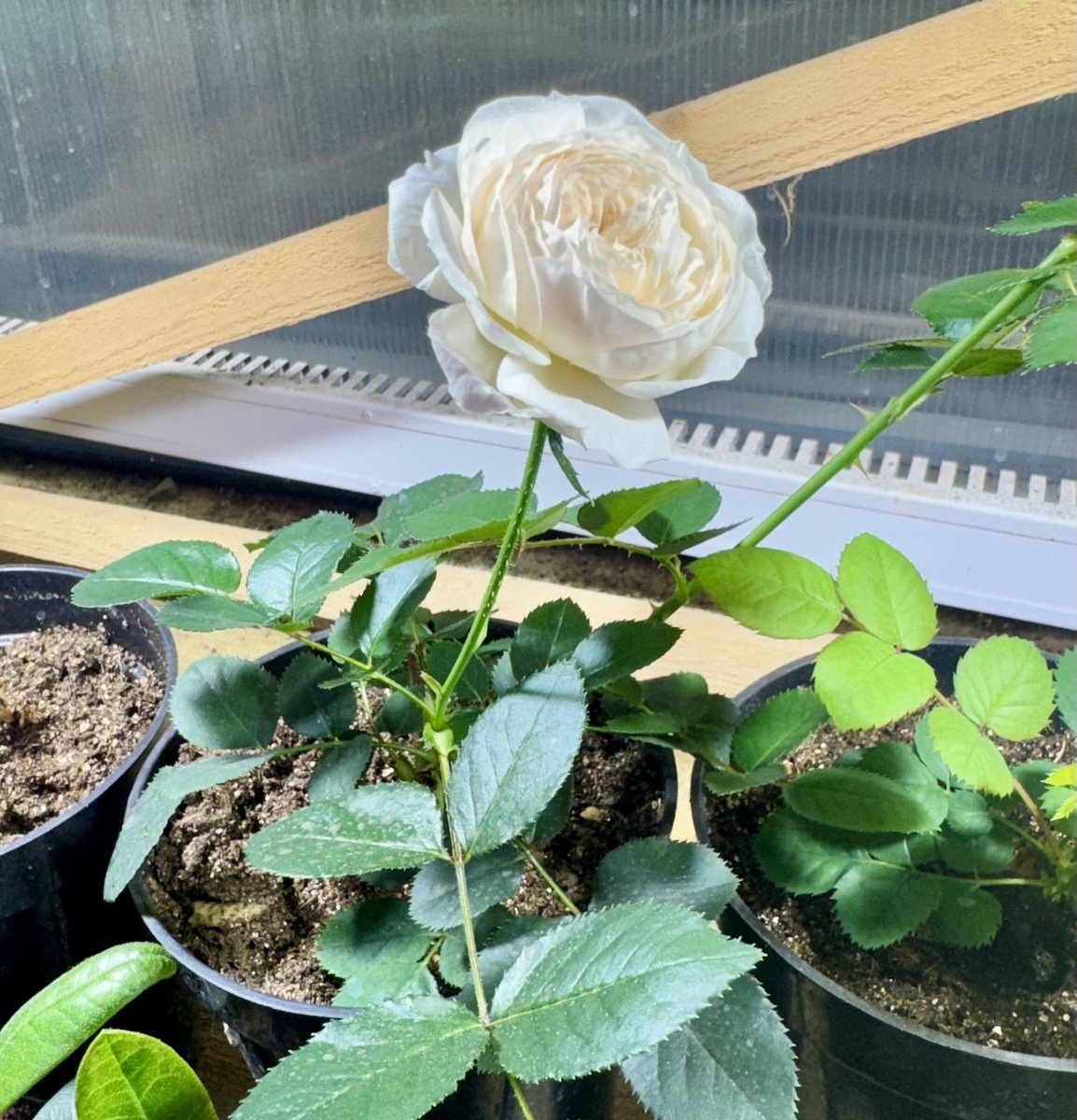 Фото от 15.01, сейчас она уже отцвела. То есть она была такой через меньше чем 4 месяца после черенкования!