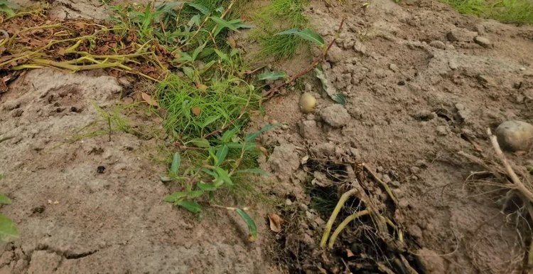    Какая болезнь сильно уродует и губит картофель