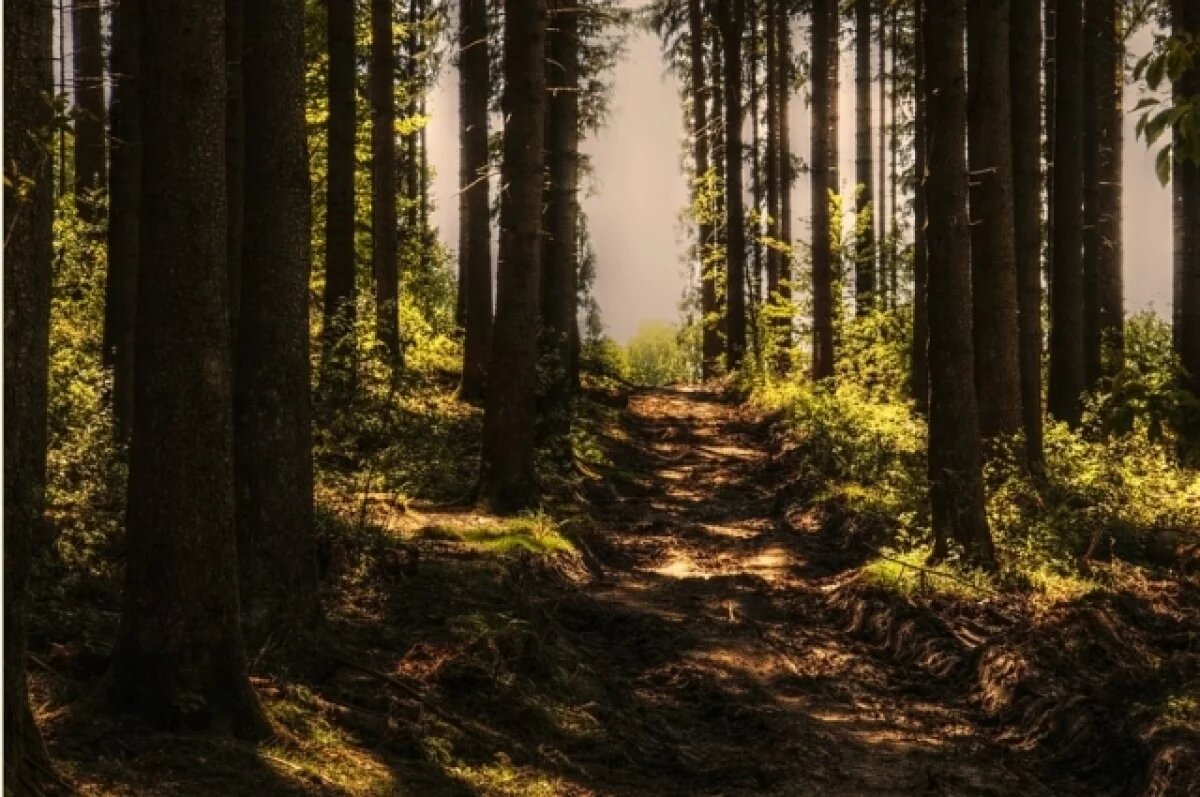    В Самаре у зарубежной фирмы изъяли землю в лесу