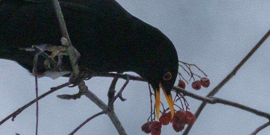    Алена Бобрович